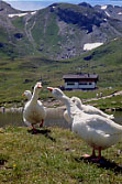 Chiacchiere in riva al lago, sullo sfondo il nuovo Rif. Sesvenna mt. 2256